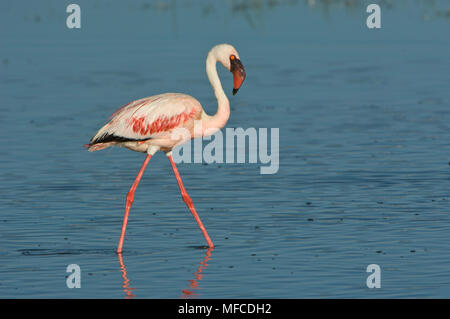 Mehr Flamingo, Phoenicopterus ruber; Lake Nakuru NP, Kenia Stockfoto