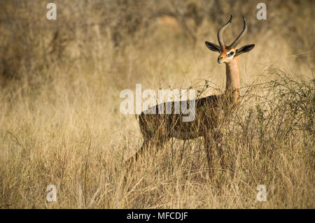 Männliche Litocranius walleri; gerenuk, Samburu National Reserve, Kenia. Stockfoto