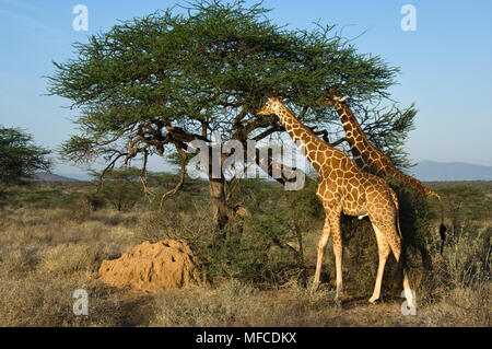 Netzgiraffen essen Blätter aus einer Akazie, Giraffa reticulata, Samburu, Kenia Stockfoto