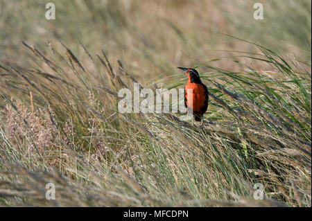 Long-tailed Meadowlark (Lokal "'Military Starling'), Sturnella loyca Falklandica; Falkland Inseln. Stockfoto