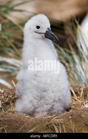 Schwarz der tiefsten Albatross Küken in Nest, Diomedia melanophris; Falkland Inseln. Stockfoto