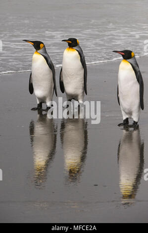 Königspinguine Rückkehr aus dem Ozean, Aptenodytes patagonicus; South Georgia Island. Stockfoto