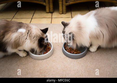 Zwei erwachsene Ragdoll Katzen Essen weiche Nahrung zusammen im Haus auf einen Wintergarten Boden Stockfoto