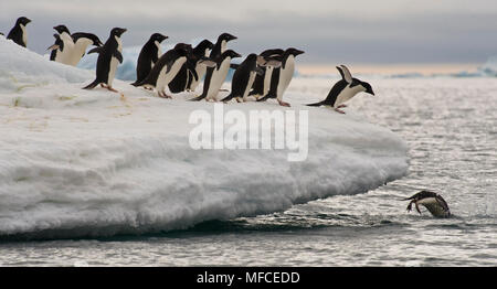 Adelie Pinguine auf Eis; Paulet Island in der Antarktis Stockfoto