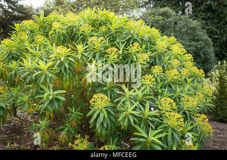 Euphorbia x Pasteurii - eine auffällige mehrjährige Pflanze mit hellgelben Hüllblätter in einem Englischen Garten Stockfoto