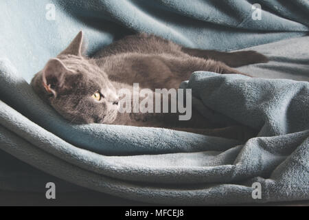Hygge und gemütliche Konzept. Britische süße Katze ruht auf gemütlichen blauen plädierte der Tisch in der Wohnlandschaft. Close Up. Stockfoto