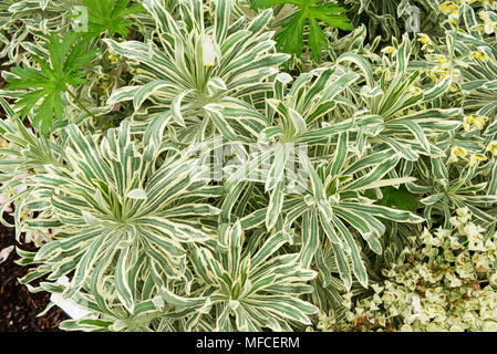 Euphorbia characias Tasmanian Tiger - eine auffällige Staude Wolfsmilch in Großbritannien Stockfoto