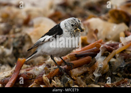 Schneeammer, das Sammeln von Nahrungsmitteln aus Algen am Ufer, Plectrophenax nivalis; Spitzbergen Stockfoto