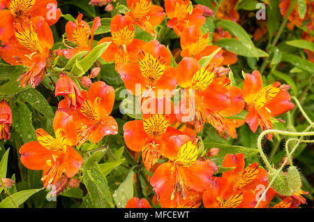 Die hellen und farbenfrohen Blumen Alstromeira in einem Englischen Garten Stockfoto