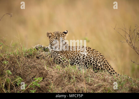 Ein junger Leopard ruht aufmerksam auf eine alte termite Damm, Masai Mara, Kenia; Panthera pardus. Stockfoto