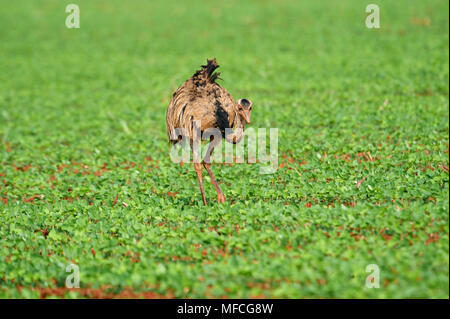 Mehr Nandu (Rhea americanus) in Soja Felder, Amazonasgebiet, Mato Grosso, Brasilien Stockfoto