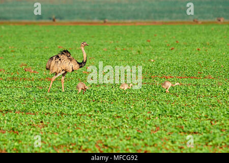 Mehr Nandu (Rhea americanus) in Soja Felder, Amazonasgebiet, Mato Grosso, Brasilien Stockfoto