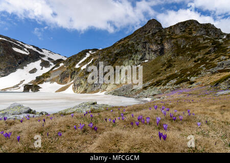 Frühlingslandschaft der gefrorenen See, schroffen Gipfeln im Hintergrund und violette Krokusse im Vordergrund, Rila-gebirge, Bulgarien Stockfoto