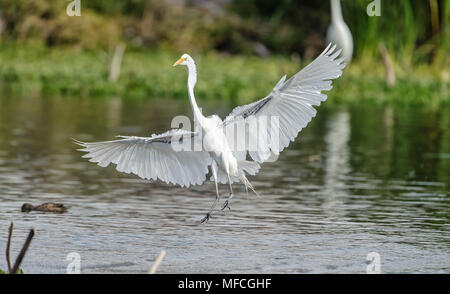 Silberreiher (Ardea alba) breitet seine Flügel bei der Landung am Rande des Lago de Chapala, Ajijic, Jalisco, Mexiko Stockfoto