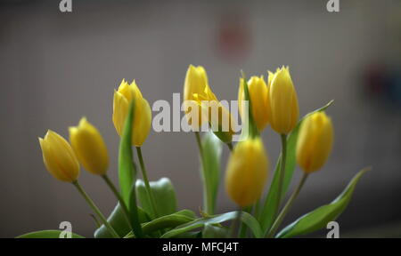 Ungeöffnete Blütenknospen von gelben Tulpen Stockfoto
