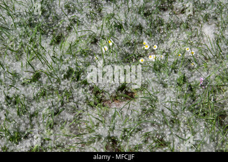 Gänseblümchen auf einer Wiese bedeckt mit Blume Pappelholz Stockfoto