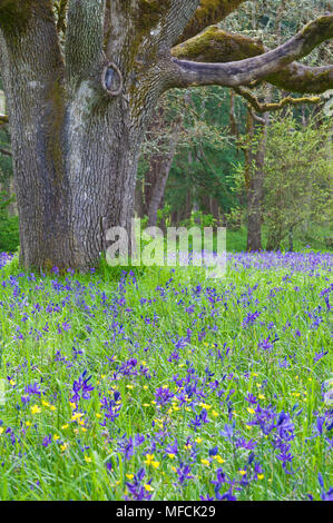 Wiese von Blue Camas Wildblumen mit Eichenwald Stockfoto
