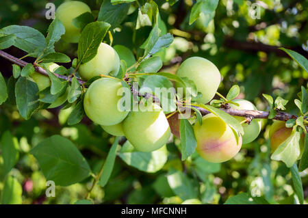 Unreife Früchte Pflaumen (Sorte: 'Greengage') auf den Zweigen Stockfoto