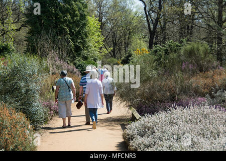 Die Menschen genießen eine der heißesten April tagen auf Aufzeichnung in die Isabella Plantation, Richmond Park, London, UK Stockfoto