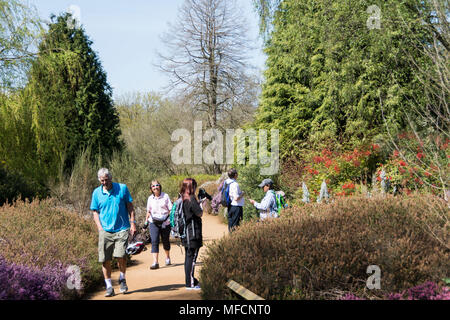 Die Menschen genießen eine der heißesten April tagen auf Aufzeichnung in die Isabella Plantation, Richmond Park, London, UK Stockfoto