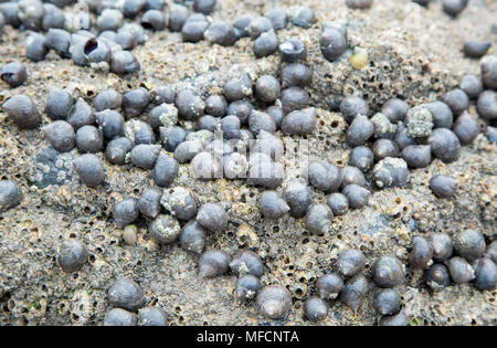 Strandschnecken, die auf Felsen bei Ebbe Stockfoto