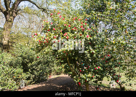 Die Menschen genießen eine der heißesten April tagen auf Aufzeichnung in die Isabella Plantation, Richmond Park, London, UK Stockfoto