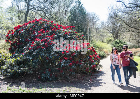 Ein junges Paar genießen eine der heißesten April tagen auf Aufzeichnung in die Isabella Plantation, Richmond Park, London, UK Stockfoto