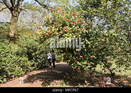 Die Menschen genießen eine der heißesten April tagen auf Aufzeichnung in die Isabella Plantation, Richmond Park, London, UK Stockfoto