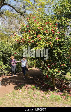 Die Menschen genießen eine der heißesten April tagen auf Aufzeichnung in die Isabella Plantation, Richmond Park, London, UK Stockfoto