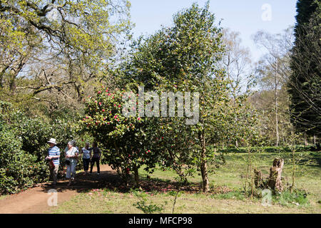 Die Menschen genießen eine der heißesten April tagen auf Aufzeichnung in die Isabella Plantation, Richmond Park, London, UK Stockfoto