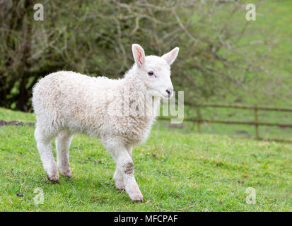Junge Welsh Mountain Schafe Lamm Stockfoto