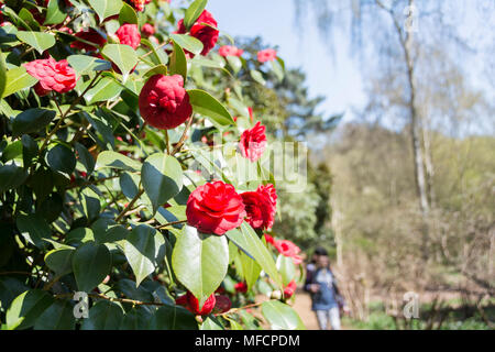 Die Menschen genießen eine der heißesten April tagen auf Aufzeichnung in die Isabella Plantation, Richmond Park, London, UK Stockfoto