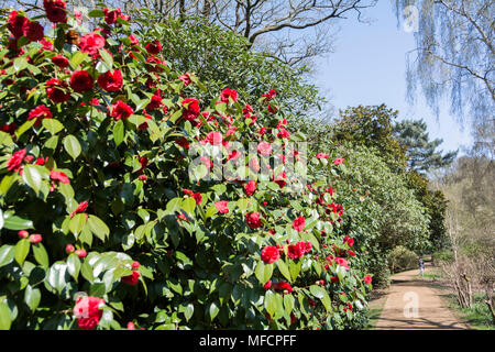 Die Menschen genießen eine der heißesten April tagen auf Aufzeichnung in die Isabella Plantation, Richmond Park, London, UK Stockfoto