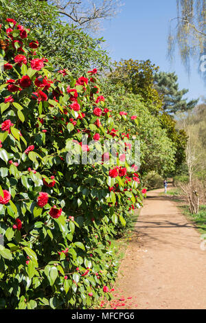 Die Menschen genießen eine der heißesten April tagen auf Aufzeichnung in die Isabella Plantation, Richmond Park, London, UK Stockfoto