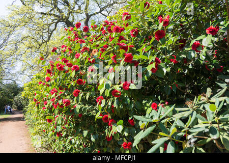 Die Menschen genießen eine der heißesten April tagen auf Aufzeichnung in die Isabella Plantation, Richmond Park, London, UK Stockfoto