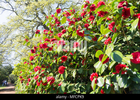 Die Menschen genießen eine der heißesten April tagen auf Aufzeichnung in die Isabella Plantation, Richmond Park, London, UK Stockfoto