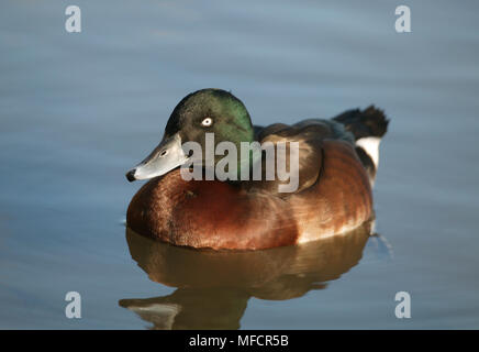 Bär männlichen POCHARD Aythya baeri WWT Arundel, Großbritannien Stockfoto