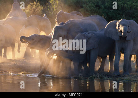 Afrikanische Elefanten Herde trinken Loxodonta africana Khwai River, Moremi, Botswana Stockfoto
