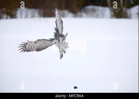 Bartkauz Strix nebulosa im Sturzflug auf Maus beute Finnland Stockfoto