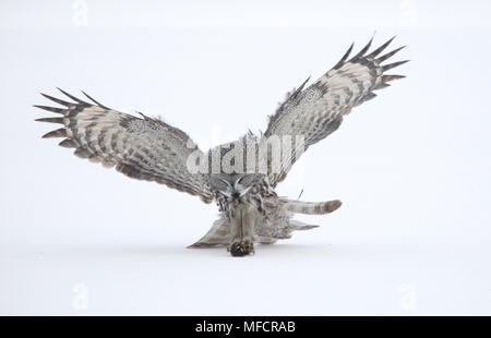 Bartkauz Strix nebulosa im Sturzflug auf Maus beute Finnland Stockfoto