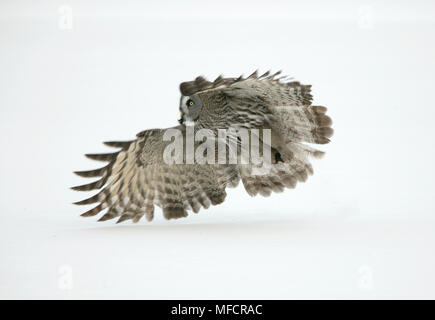 Bartkauz Strix nebulosa Fliegen mit Maus Beute in talons Finnland Stockfoto