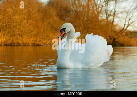 Höckerschwan Cygnus olor männliche Aggression zeigen Wiltshire, Großbritannien Stockfoto