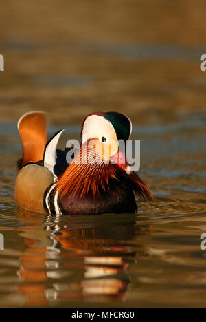 Mandarinente Aix galericulata Männlich (Wild) WWT Arundel, Großbritannien Stockfoto