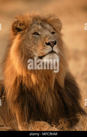 Afrikanischer Löwe dominierende männliche Panthera leo Masai Mara National Reserve, Kenia Stockfoto