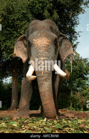 SRI LANKAN oder CEYLON, Elefanten alter Bulle Elaphus Maximus Maximus Pinnawala Elefanten Waisenhaus, Sri Lanka Stockfoto