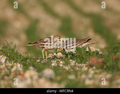 Stein CURLEW Burhinus oedicnemus Paar ändern Über nest Pflicht, Wiltshire, Großbritannien Stockfoto