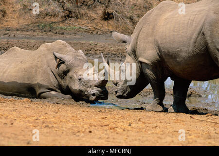 Weißes Nashorn Rhinocerotidae) Zwei in Streit über die beste Position am Wasserloch Mkhaya Game Reserve, Swasiland Stockfoto