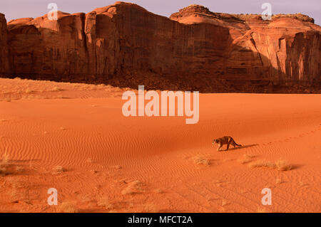 MOUNTAIN LION Felis concolor Wandern in Habitat Monument Valley, Utah/Arizona, USA Stockfoto