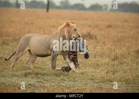 Afrikanischer Löwe Panthera leo jungen männlichen Durchführung bleibt von Zebra töten Masai Mara National Reserve, Kenia Stockfoto