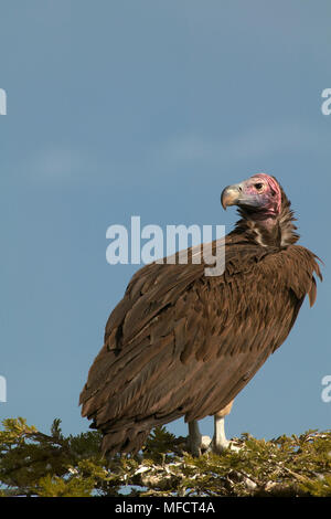 LAPPET - VULTURE Aegypius tracheliotus konfrontiert, Masai Mara National Reserve, Kenia Stockfoto